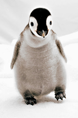 Cute Penguin Wallpapers