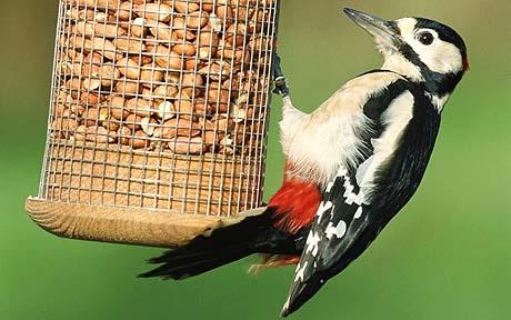 Feeding Bird