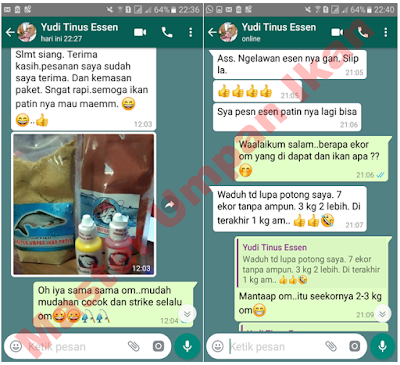 Essen Sereh Untuk Ikan Patin