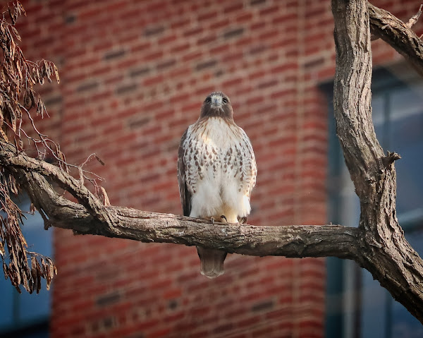Amelia the resident female red-tailed hawk.