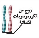 كروموسومات