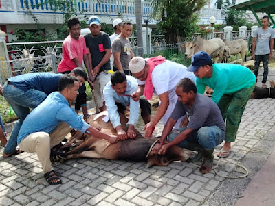 Idul Adha Kali ini Mesjid Baitul A'la Lil Mujahidin Mutiara Melakukan Qurban 28 Ekor Sapi