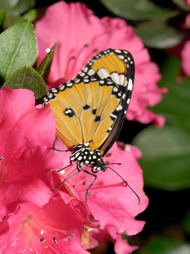 Butterfly Pictures & Wallpapers ~ Hindi Sms, Good Morning 