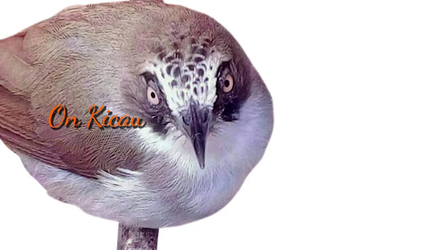 gambar burung opior paruh tebal / pleci timor