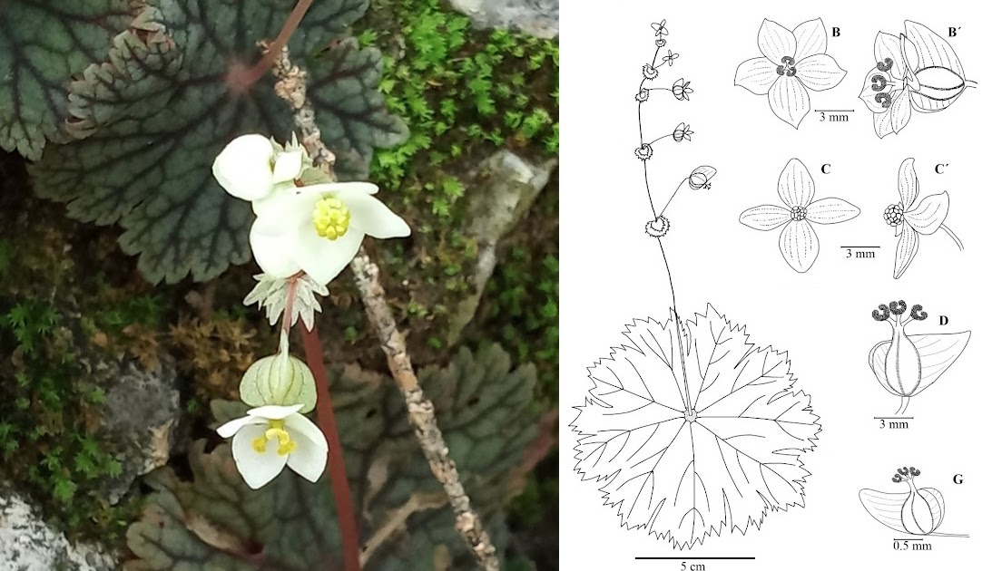 Species New to Science: [Botany • 2022] Begonia ostulensis (Begoniaceae,  sect. Knesebeckia) • A New Species from Michoacán, Mexico