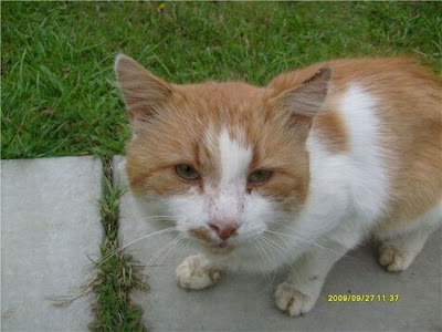 Amazing Cat Transformation Seen On www.coolpicturegallery.us