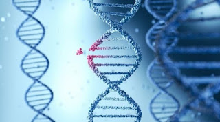 Artikel, Mutasi Gen, Mutasi Gen Adalah, Jenis Mutasi Gen, Penyebab Mutasi Gen, Pengaruh Mutasi Gen