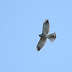 9月10日、絵鞆半島の渡り鳥、アカハラダカが飛びました。