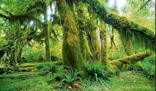 keanekaragaman hayati dalam hutan hujan tropis