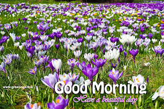 morning flowers greetings images