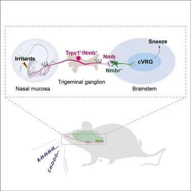 O reflexo de espirro é mediado por uma via peptidérgica do nariz ao tronco cerebral