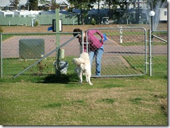 Jackson in Dogpark (2)