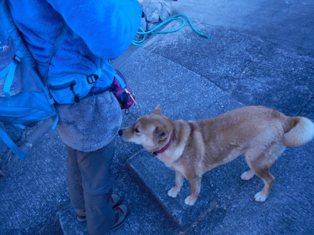 両神山荘周辺の犬