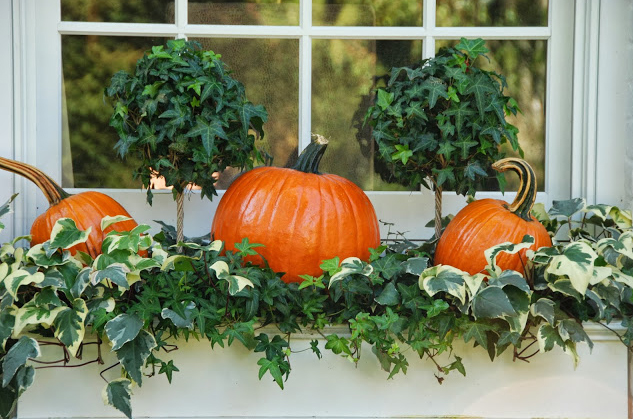 Pumpkins for Halloween Decoration