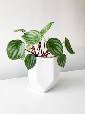 peperomia