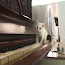 피아노를 참 잘치는 고양이