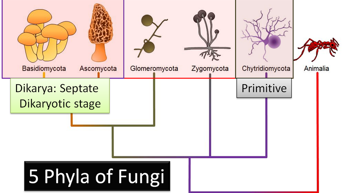 Classification Of Fungi Into 5 Phyla Flow Chart With Examples