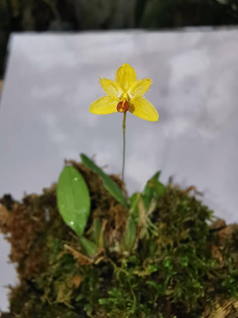 Bulbophyllum aestivale