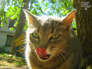 Lime-Eyed Blue Mackerel Tabby Hungry Kitty