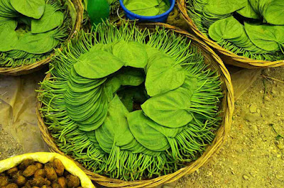 Manfaat daun sirih