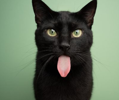 Pourquoi certaines personnes pensent que le chat noir porte malheur ?
