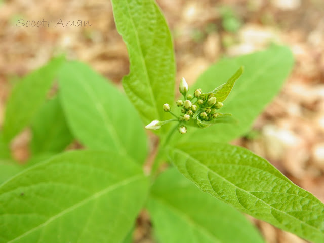 Vincetoxicum acuminatum