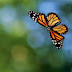 El Efecto Mariposa Provocaría un desastre Global..¡¡¡¡