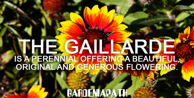 The gaillarde is a perennial offering a beautiful, original and generous flowering.