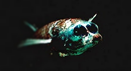 Ikan Hantu ( Spookfish )