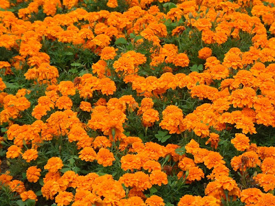 plantacion-de-flores-color-naranja