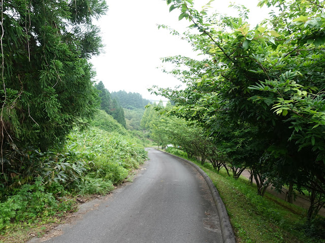 鳥取県西伯郡伯耆町小林　別所川渓流植物園　奥の道