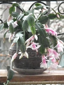 Christmas cacti in bloom