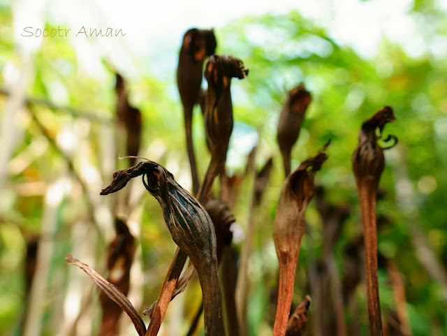 Aeginetia sinensis