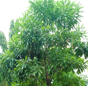  Pohon Bintaro  berbahayakah bagi kita Bamboroo s Gazebo