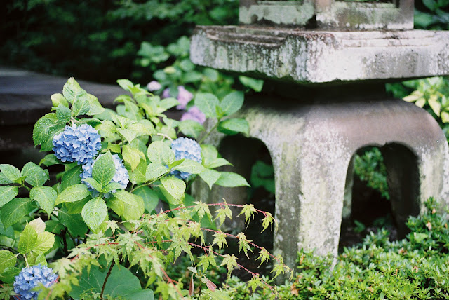 a stone lantern and blue hydrangeas