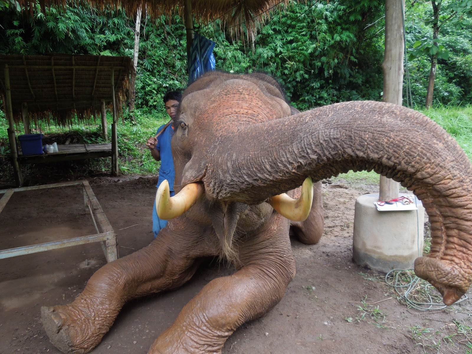 Think Elephants International: Junk in the Trunk
