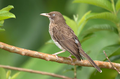 Pearly eyed Thrasher