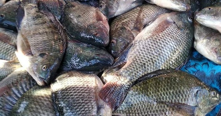 1040+ Cara Budidaya Ikan Konsumsi Air Laut Gratis Terbaru