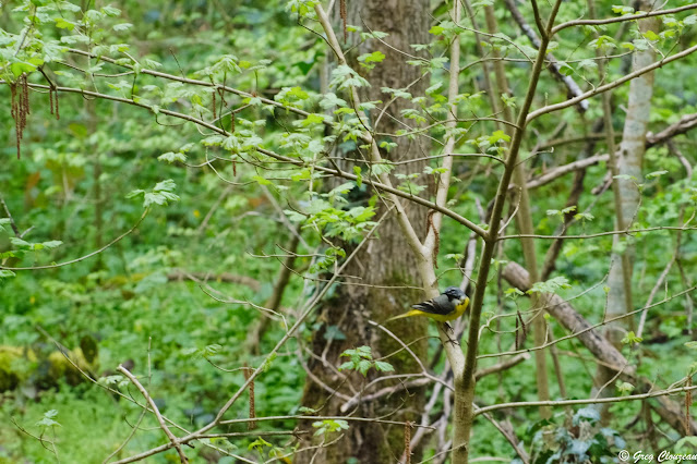 Bergeronnette grise (Motacilla Cinerea), Ru de la Mare aux Evées, Pays de Fontainebleau