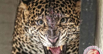 Rare Javan leopard spotted in Bromo Semeru National Park