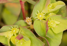 Flowers of Petty Spurge, Euphorbia peplus.