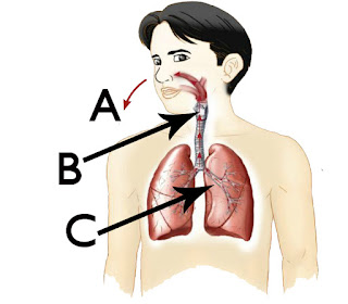 Koleksi Gambar Untuk Pembinaan Soalan Sains 