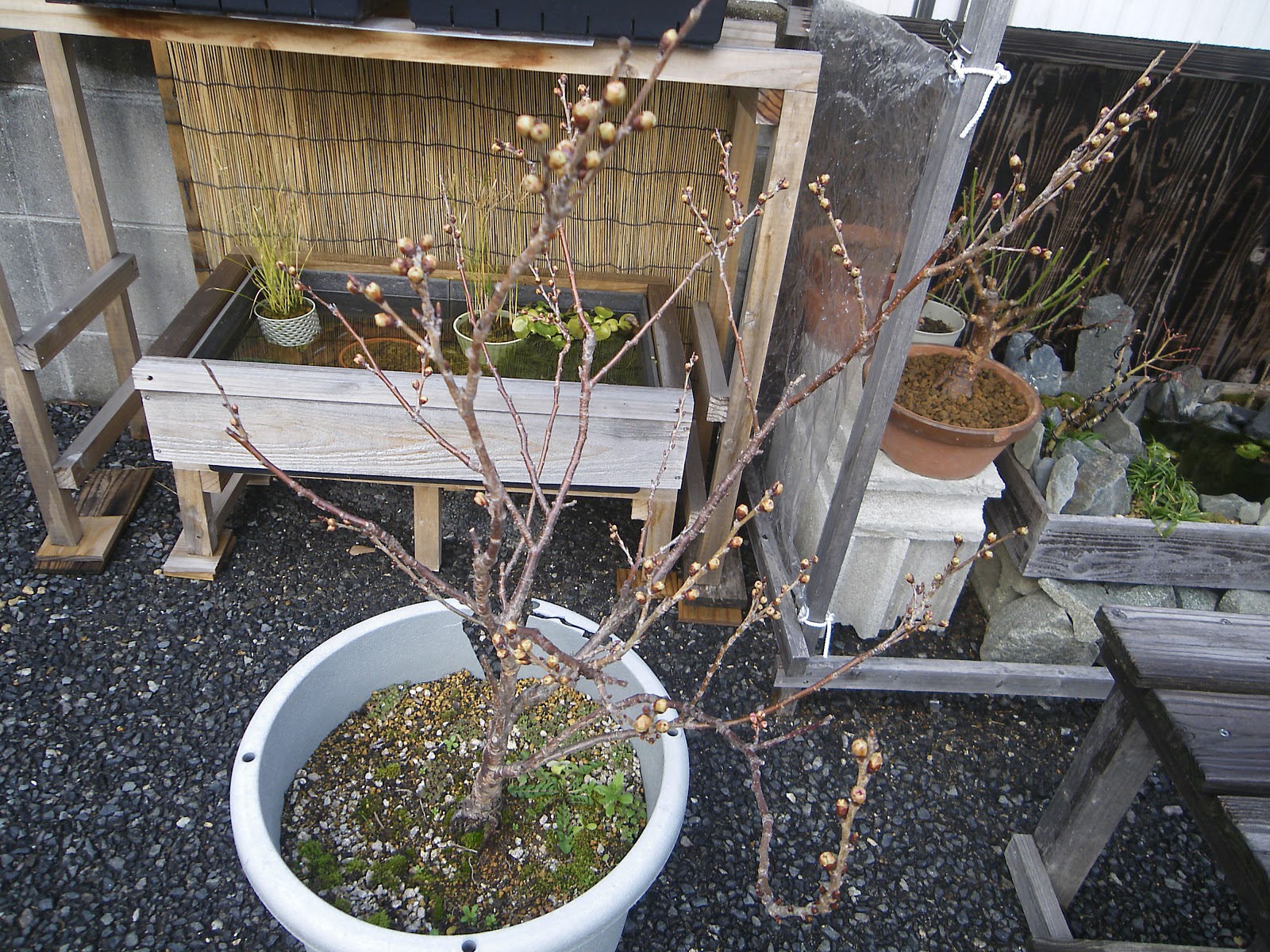 満開の桜を鉢植えで楽しむ 植え替えをして元気に育てる方法 メダカの大工