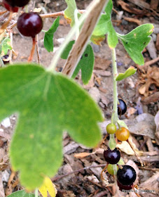 Ribes aureum var. gracillimum (Golden Currant)