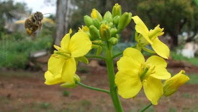 bumble bee flying hovering landing on pak choy plant's flower - Bee hovering in the air