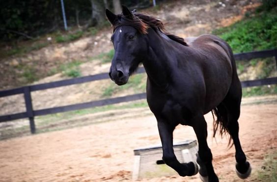 Percheron Horse