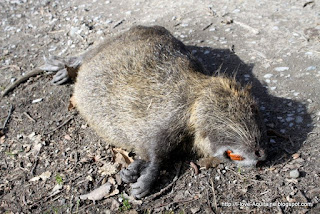 Dead nutria