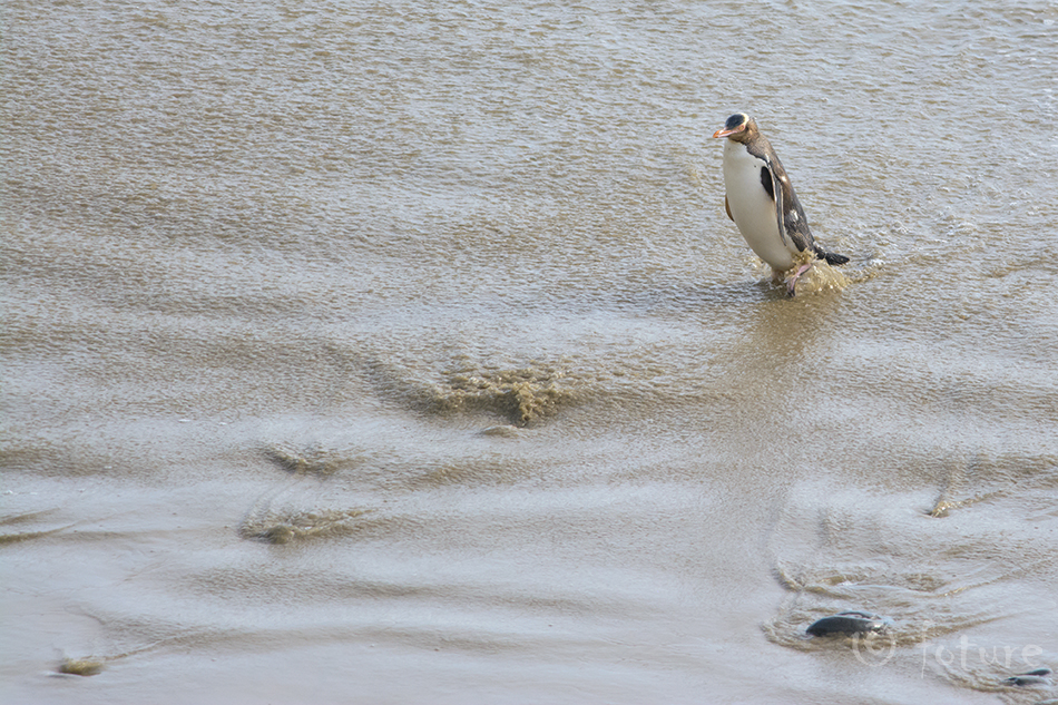 Erakpingviin, Megadyptes antipodes, Hoiho, Yellow-eyed Penguin, pingviin