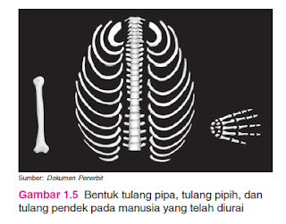 Bentuk tulang pipa, tulang pipih, dan tulang pendek