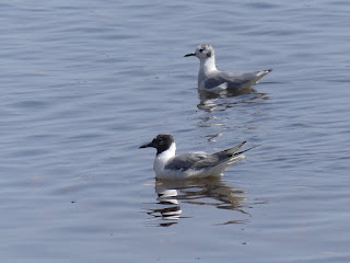 Chroicocephalus philadelphia - Mouette de Bonaparte